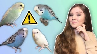 What You Need to Know Before Getting a Budgie THE TRUTH About Budgies as Pets [upl. by Charline]