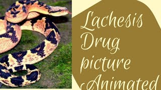 Lachesis Drug picture [upl. by Ejroj]