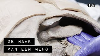 De maag van een mens  Aflevering 1  De Binnendienst [upl. by Okoy]