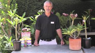 Growing Plumerias with Steve Hampson [upl. by Yuri]