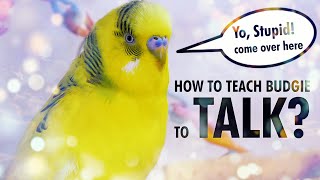 How to Teach a Budgie to Talk Start with Basics [upl. by Pepin198]