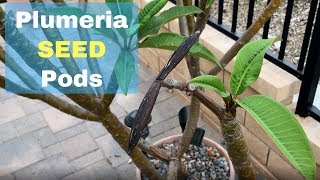 Plumeria Seed Pods [upl. by Anertac]