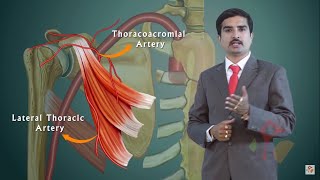 AXILLARY ARTERY ANATOMY ANIMATED LECTURE [upl. by Leugimesoj231]