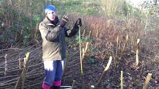 Willow coppicing cultivation and an introduction to ramial wood chips [upl. by Arbmahs]