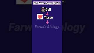 Cell Tissue Organ System [upl. by Oitaroh]