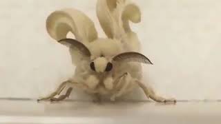 The Creature That You Never See Before  Venezuelan Poodle Moth [upl. by Lauretta]