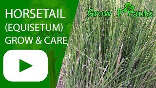 Horsetail Equisetum  growing and care [upl. by Erbua]