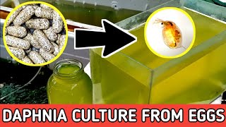 HOW TO HATCH DAPHNIA EGGS  HOW TO CULTURE DAPHNIA [upl. by Jerrilee]