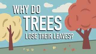 Why Do Trees Lose their Leaves [upl. by Anev]