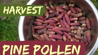 How to Harvest Pine Pollen [upl. by Dionysus309]