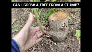 CAN I GROW A TREE FROM A STUMP [upl. by Odraccir]