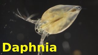 Daphnia [upl. by Kip]