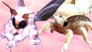 Poodle Moth Cutest Furry Moth in HD Cerura vinula  Puss moth [upl. by Cherida]