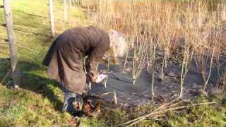 Willow Coppicing Guide [upl. by Annaohj]