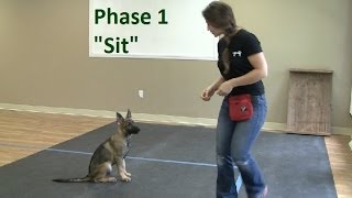 How to Train a Dog to quotSitquot K91com [upl. by Dlopoel]