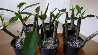 Frangipani Cuttings [upl. by Ettezus]