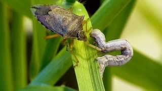 Spined soldier bug Podisus maculiventris vs inchworm caterpillar [upl. by Pooi]