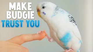 How to Make Your Budgie Trust You [upl. by Sinai]