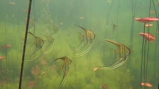 Rio Tapajós Amazonas Pterophyllum  Acara Bandeira  Angelfish Skalar [upl. by Sherl]