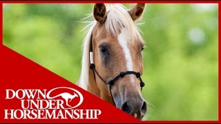 Clinton Anderson Training a Rescue Horse Part 2  Downunder Horsemanship [upl. by Timus]