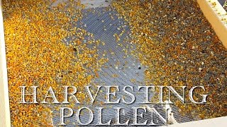 How to Harvest Honeybee Pollen [upl. by Okim668]