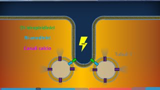 Istologia 40  Muscolare striato scheletrico [upl. by Nealson668]