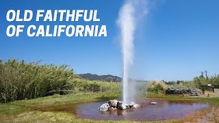 Old Faithful Geyser of California in Napa Valley [upl. by Ennahgem]