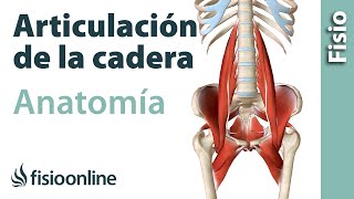 ARTICULACIÓN DE LA CADERA Anatomía huesos ligamentos movimientos y curiosidades [upl. by Pedro]