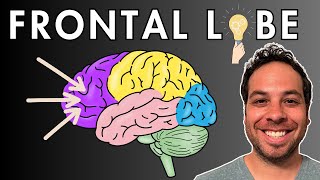 The Frontal Lobe  Location and Function [upl. by Acker]