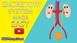 HUMAN EXCRETORY SYSTEM Made Easy  Human Urinary System Simple Lesson [upl. by Boleslaw3]