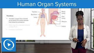 Human Organ Systems – Physiology  Lecturio Nursing [upl. by Iretak671]