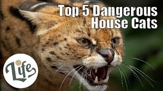 Top 5 Dangerous House Cats with Wild Heritages [upl. by Cleon447]