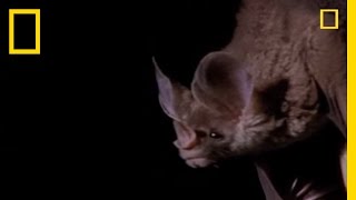 Vampire Bat vs Wrinkle Bat  National Geographic [upl. by Hildagarde]