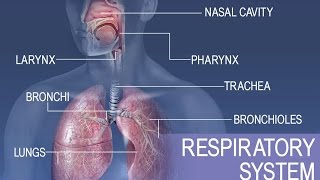 Anatomy and Physiology of Respiratory System [upl. by Sato]