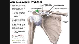 The Acromioclavicular AC Joint  Anatomy and Function [upl. by Willa]