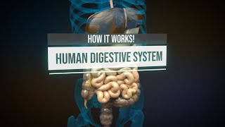 Human digestive system  How it works Animation [upl. by Roach575]