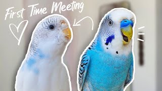 My Budgies Partner Died So I Got Him A New One  First Time Meeting [upl. by Einal858]