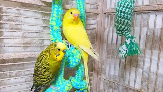 Help Lonely Budgies to Chirp Nature Parakeets Bird Sound 12 Hr [upl. by Xanthus]