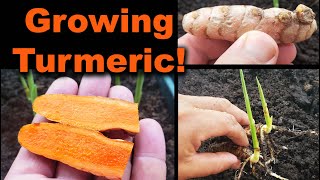 Growing Turmeric In 2020  Part 1 of 2 [upl. by Kampmeier]