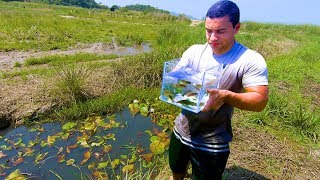 INCRÍVEL  CAPTURAMOS VARIAS ESPÉCIES DE PEIXES ORNAMENTAIS EM UMA VALA NO BRASIL  AQUÁRIO NATURAL [upl. by Mit831]