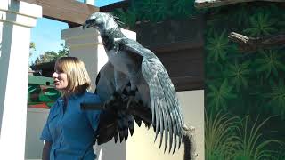 Harpy Eagle [upl. by Inama]