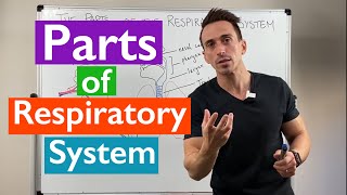 Parts of the Respiratory System  Overview [upl. by Beaudoin]