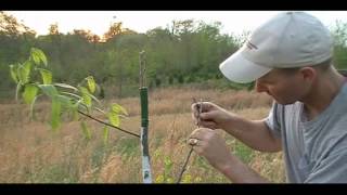 Chestnut Tree Grafting [upl. by Lorn]