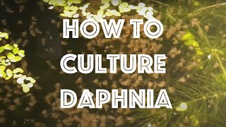 How To Culture Daphnia Magna [upl. by Carilyn]