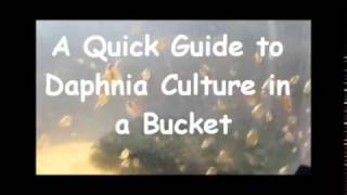 How to culture daphnia outside [upl. by Eleahcim]