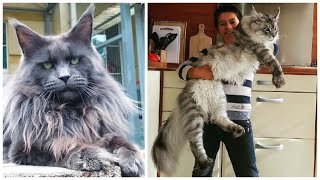 The 8 Biggest Domestic Cat Breeds [upl. by Kanya332]