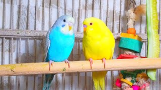 Cute Pet Budgies Chirping 35 Hr Nature Parakeets Bird Sound to Reduce Stress [upl. by Tezile749]