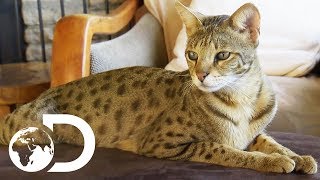 The Savannah The Largest Domestic Cats in the World  Cats 101 [upl. by Holub]