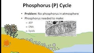 The Phosphorus Cycle [upl. by Arec379]