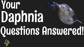 Daphnia Questions Answered [upl. by Jaycee599]